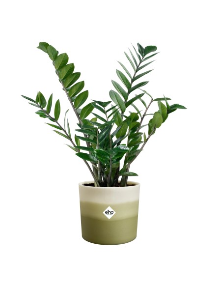 Maceta Redonda 16 cm Verde Bambú Degradado | Endanea Garden