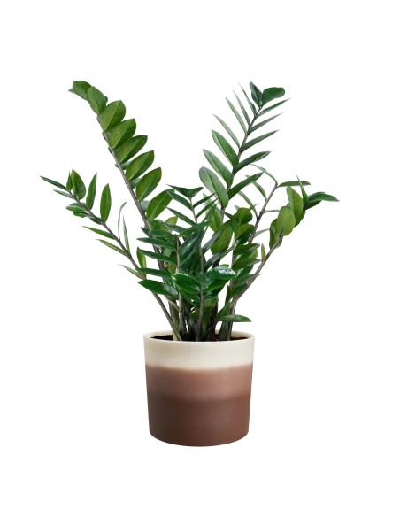 Maceta Redonda 18 cm Marrón Cedro Degradado | Endanea Garden