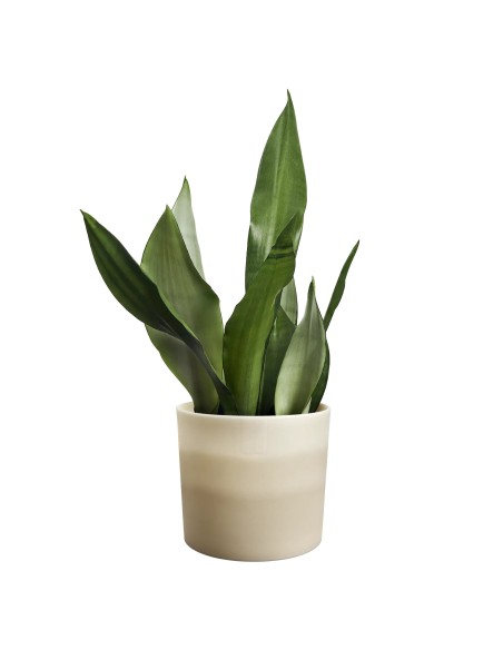 Maceta Redonda 18 cm Beige Arenaria Degradado | Endanea Garden