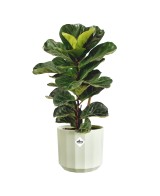 Maceta Facet Redonda 14 cm Verde Té Diseño Moderno y Resistente
