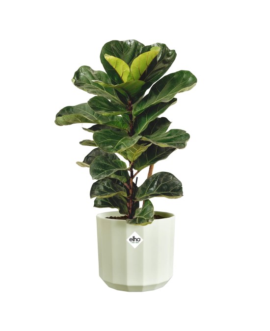 Maceta Facet Redonda 17 cm Verde Té  Diseño Moderno y Elegante