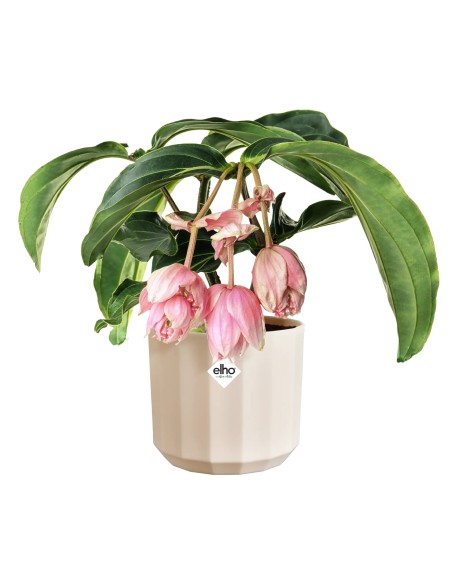 Maceta Facet Redonda 19 cm Rosa Almendra Diseño Moderno y Elegante