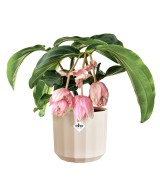Maceta Facet Redonda 19 cm Rosa Almendra Diseño Moderno y Elegante