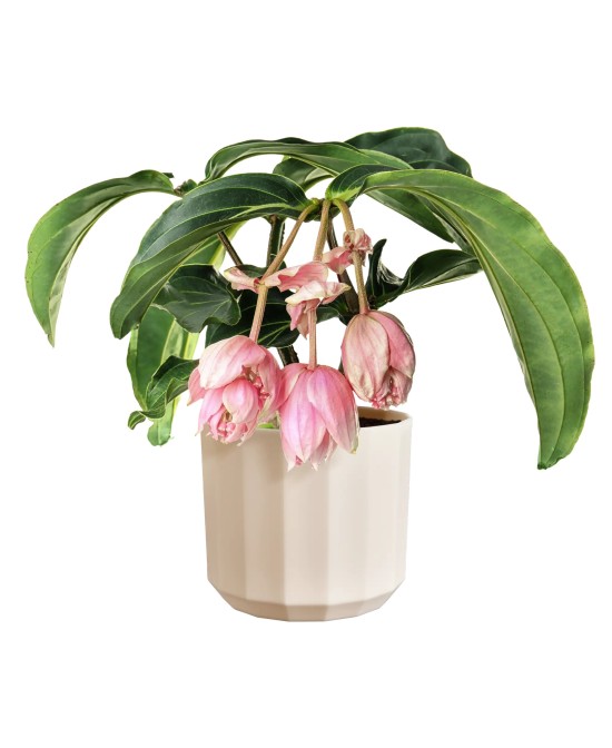 Maceta Facet Redonda 19 cm Rosa Almendra Diseño Moderno y Elegante