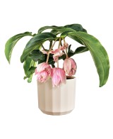 Maceta Facet Redonda 19 cm Rosa Almendra Diseño Moderno y Elegante