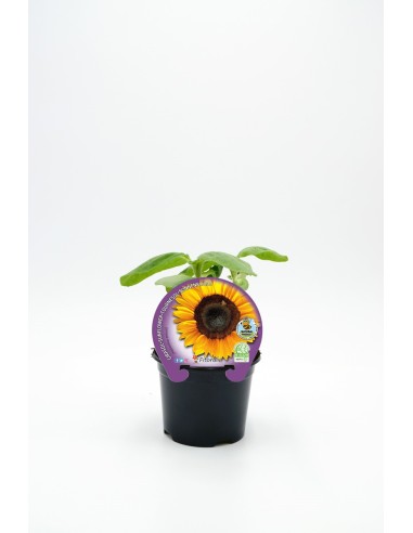 GIRASOL PACK 1