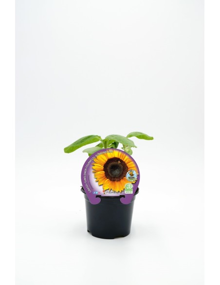 GIRASOL PACK 1