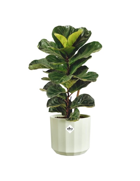 Maceta Facet Redonda 19 cm Verde Té - Diseño Moderno y Resistente