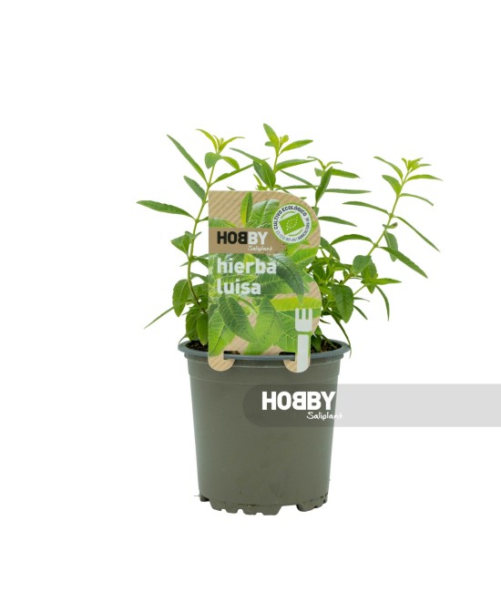 Hierba Luisa (Aloysia citrodora) en Maceta 12 cm  Aromática, Medicinal y Decorativa


