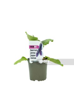 BERENJENA JAPONESA PACK 1