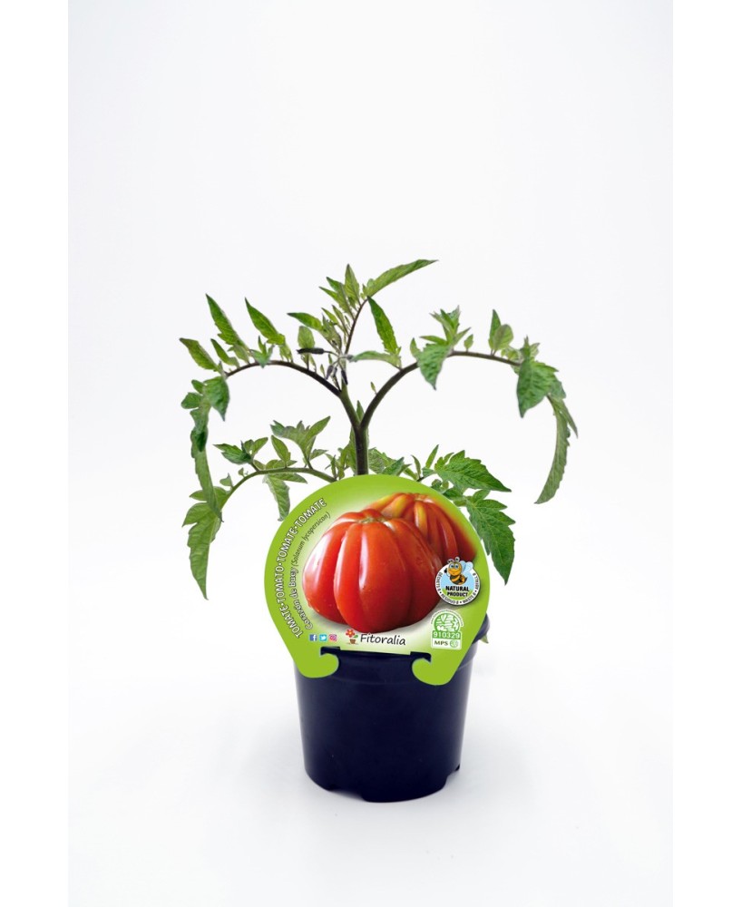 TOMATE CORAZON DE TORO