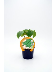 JUDIA BAJA  PLANA ECO M10.5 PHASEOLUS VULGARIS