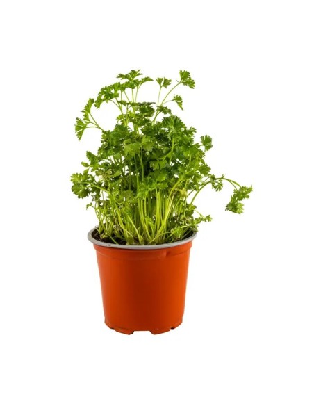 Perejil Rizado Fresco y Aromático  Ideal para Cocina y Jardín | Endanea Garden