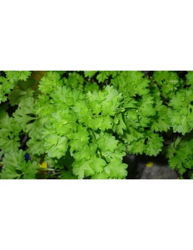 Perejil Rizado Fresco y Aromático  Ideal para Cocina y Jardín | Endanea Garden

