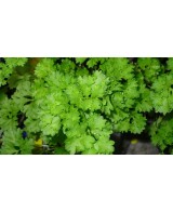 Perejil Rizado Fresco y Aromático  Ideal para Cocina y Jardín | Endanea Garden


