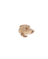 Figura Lagarto L grande y resistente | Decoración jardín y terraza