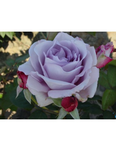 Rosal Charles de Gaulle  Rosa Híbrido de Té Lila Perfumada | Endanea Garden