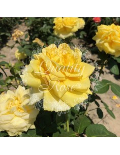 Rosal Gina Lollobrigida  Rosa Amarilla Perfumada Híbrido de Té | Endanea Garden 2