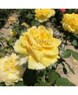 Rosal Gina Lollobrigida  Rosa Amarilla Perfumada Híbrido de Té | Endanea Garden
