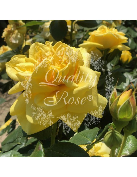 Rosal Gina Lollobrigida  Rosa Amarilla Perfumada Híbrido de Té | Endanea Garden