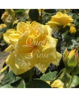 Rosal Gina Lollobrigida  Rosa Amarilla Perfumada Híbrido de Té | Endanea Garden