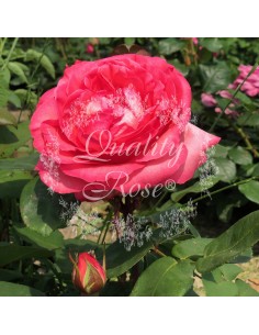 Rosal Pink Panther  Rosa Fucsia Perfumada de Gran Valor Ornamental | Endanea Garden