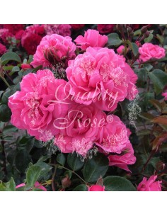 Rosal Pink Love  Rosa de Té Rosa Pastel Perfumada para Jardín o Maceta | Endanea Garden