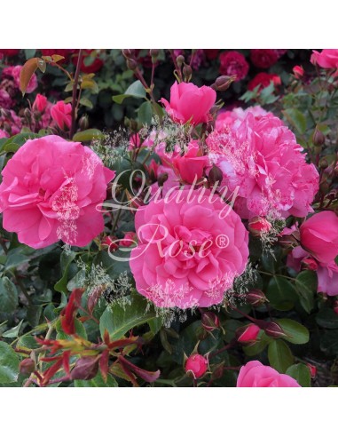 Rosal Pink Love  Rosa de Té Rosa Pastel Perfumada para Jardín o Maceta | Endanea Garden