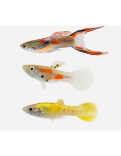 GUPPY MACHO ENDLER SURTIDO 2-2.5CM