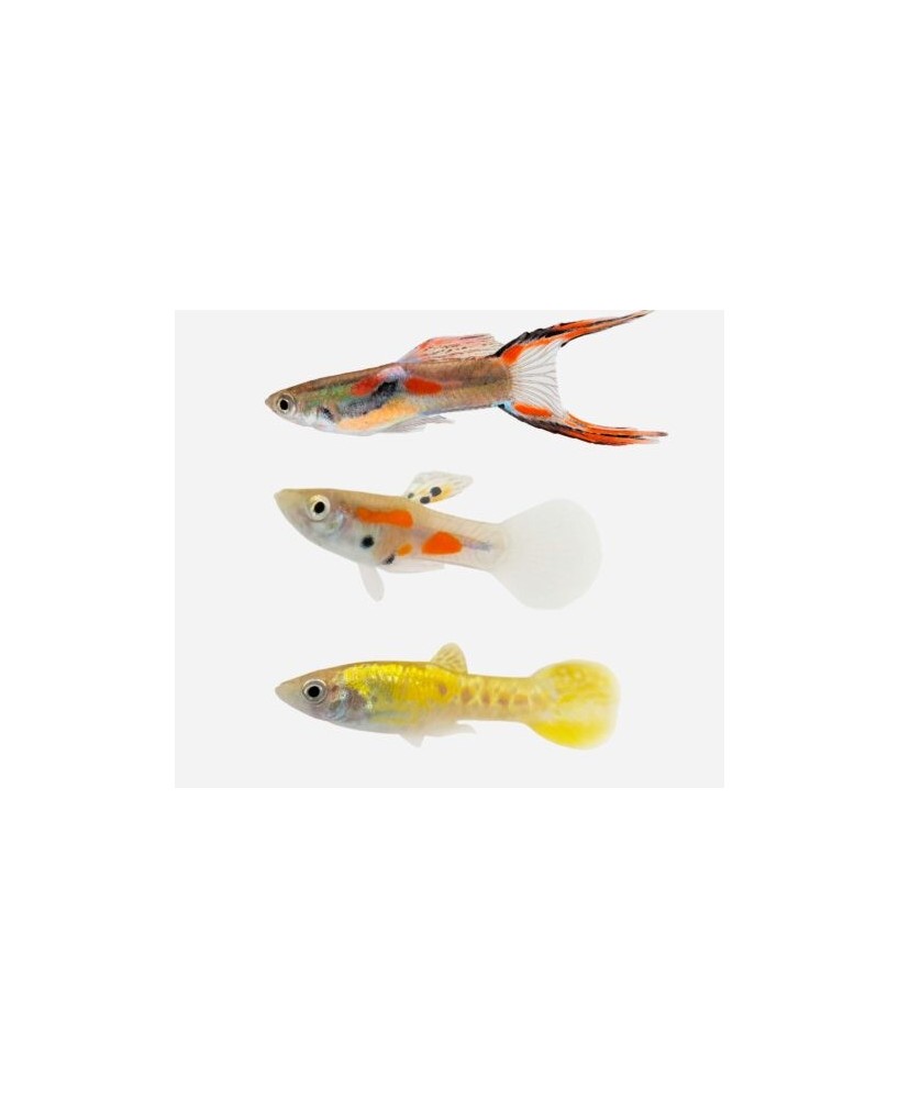 GUPPY MACHO ENDLER SURTIDO 2-2.5CM