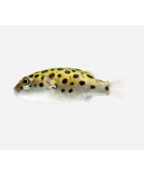 TETRAODON NIGROVIRIDIS 3-4CM