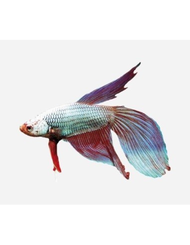 BETTA MACHO DRAGON