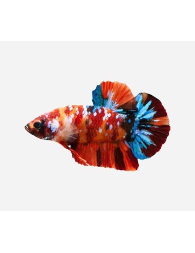 BETTA PK HM KOI GALAXY MACHO 5-6CM