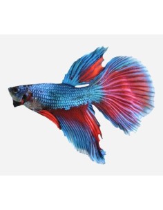 BETTA MACHO SUPERDELTA 2