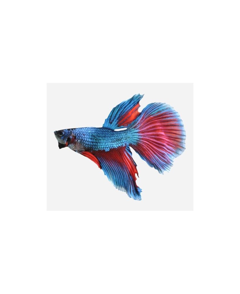 BETTA MACHO SUPERDELTA