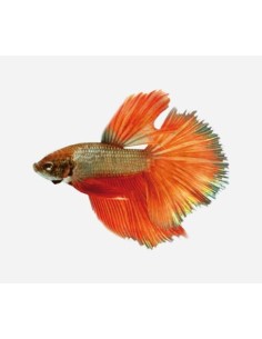 BETTA MACHO SUPERDELTA