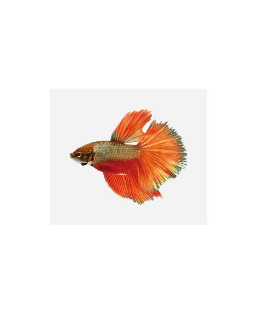 BETTA MACHO SUPERDELTA