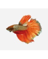 BETTA MACHO SUPERDELTA