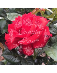 Rosal Magali Rosa Rosa Suave Aromática | Floración Prolongada - Endanea Garden