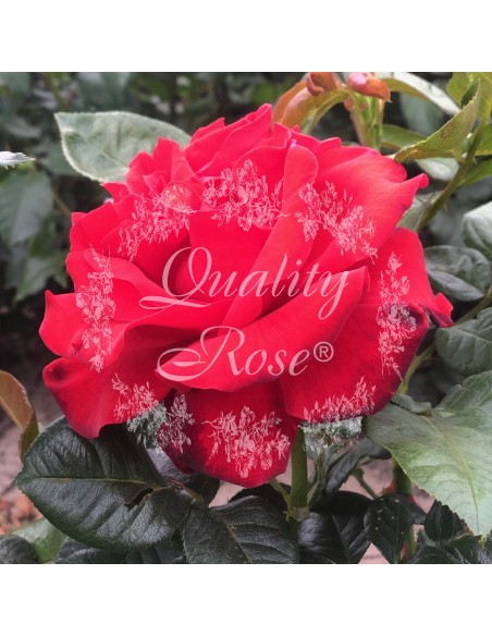 Rosal Magali Rosa Rosa Suave Aromática | Floración Prolongada - Endanea Garden