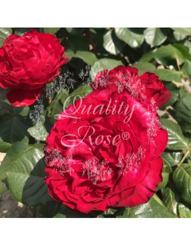 Rosal Magali Rosa Rosa Suave Aromática | Floración Prolongada - Endanea Garden