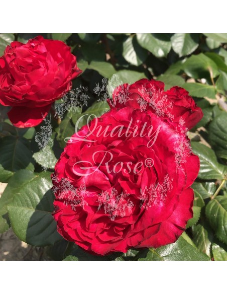 Rosal Magali Rosa Rosa Suave Aromática | Floración Prolongada - Endanea Garden