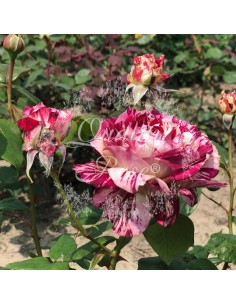 Rosal Julio Iglesias Rosa Roja Intensa | Floración Prolongada - Endanea Garden