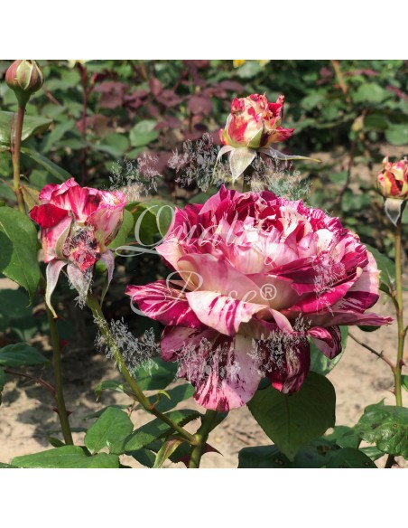 Rosal Julio Iglesias Rosa Roja Intensa | Floración Prolongada - Endanea Garden