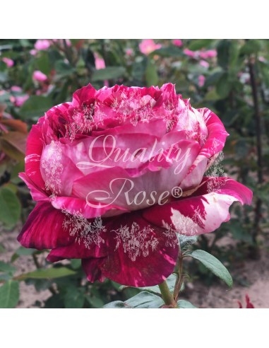 Rosal Julio Iglesias Rosa Roja Intensa | Floración Prolongada - Endanea Garden