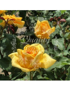 Rosal Marco Polo Rosa Amarillo Dorado Aroma Afrutado Jardín Exterior 2