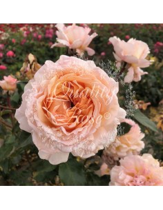 Rosal Grossherzogin Luise Rosa Pálido Flores Dobles Aroma Dulce Jardín Exterior