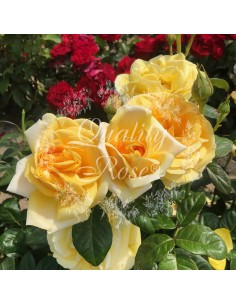 Rosal Michel Angelo Rosa Blanca Elegante para Jardín | Endanea Garden 2