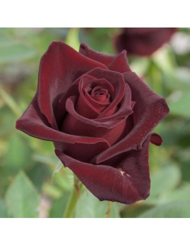 Rosal Black Parfumella rosa roja oscura intensa aroma jardín exterior