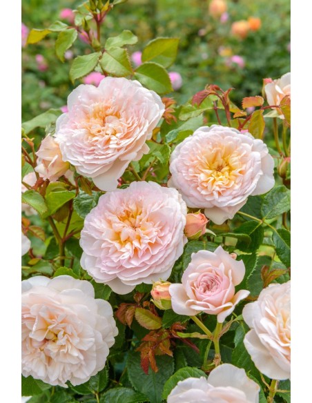 Rosal David Austin Emily Bronte Rosa Inglesa Rosa Melocotón Jardín Elegante y Resistente